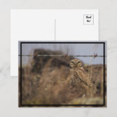 フクロウがあなたを見てる! ポストカード (正面/裏面)