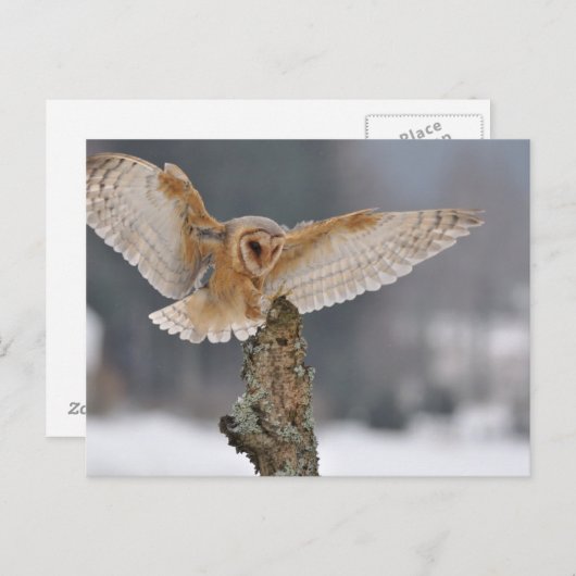 フクロウがスパイクに着地する ポストカード (正面/裏面)
