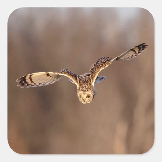 フクロウが地面に潜る スクエアシール (正面)