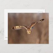 フクロウが地面に潜る ポストカード (正面/裏面)
