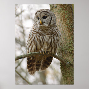 フクロウが獲物を探して警告する雨の多い羽 ポスター