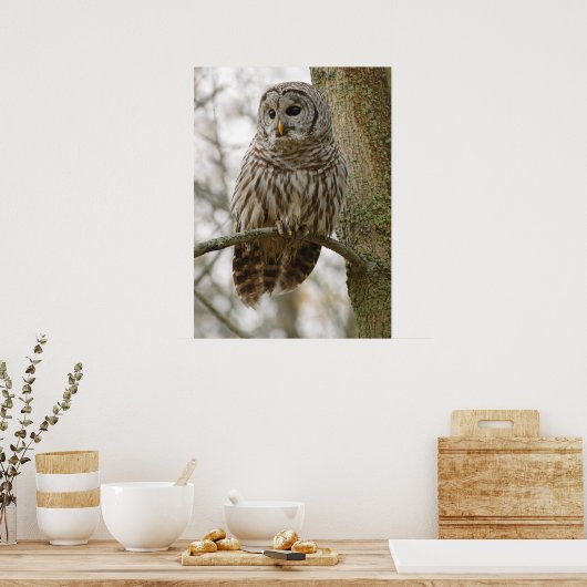 フクロウが獲物を探して警告する雨の多い羽 ポスター (キッチン)