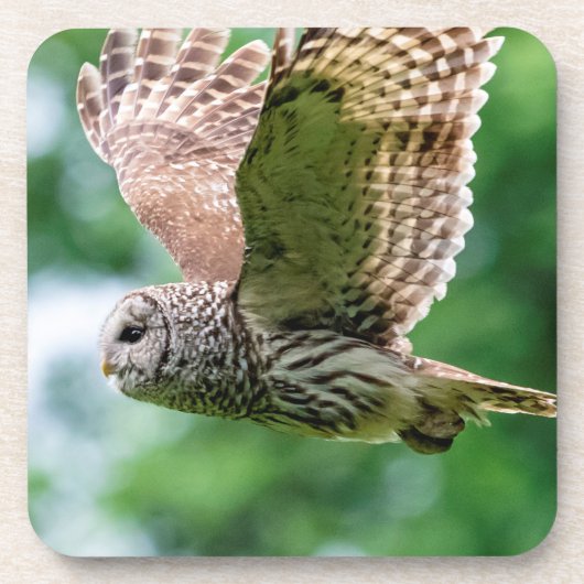 フクロウが飛んでいる間 コースター (正面)