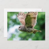 フクロウが飛んでいる間 ポストカード (正面/裏面)