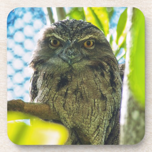 フクロウじゃないよ コースター (正面)