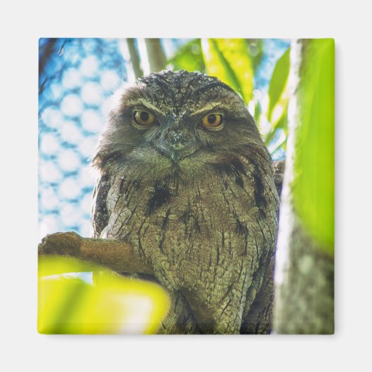 フクロウじゃないよ マグネット (正面)