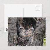 フクロウとフクロウ ポストカード (正面/裏面)