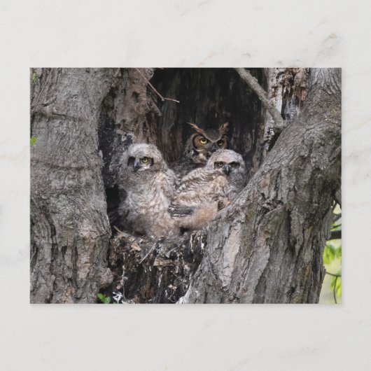 フクロウとフクロウ ポストカード (正面)