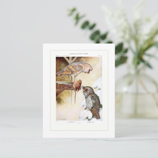 フクロウとワキフクロウ ポストカード (スタンド正面)