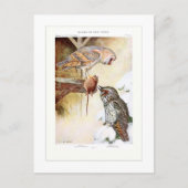 フクロウとワキフクロウ ポストカード (正面)