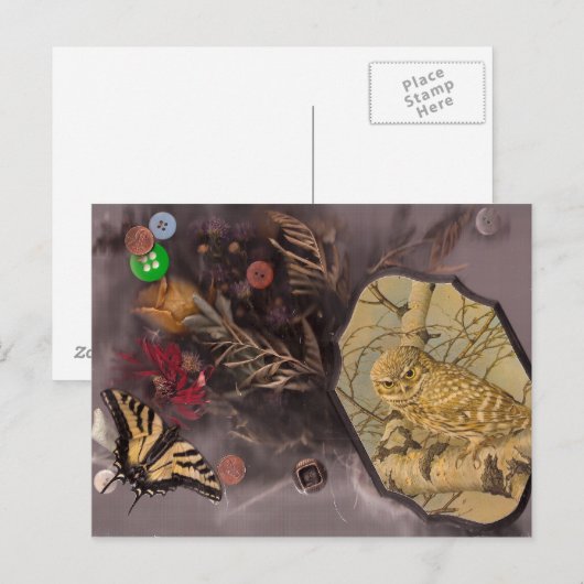 フクロウと蝶 ポストカード (正面/裏面)