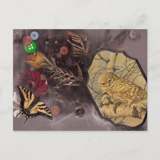 フクロウと蝶 ポストカード (正面)