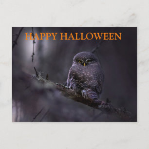フクロウと過ごすハロウィンの夜 ポストカード