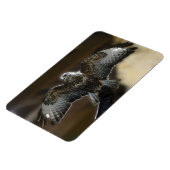 フクロウと野生動物の保護区から羽を出したタカ マグネット (左側)