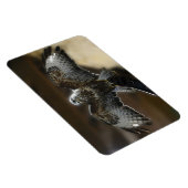 フクロウと野生動物の保護区から羽を出したタカ マグネット (右側)