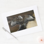 フクロウと野生動物の保護区から羽を出したタカ 長方形シール (封筒)