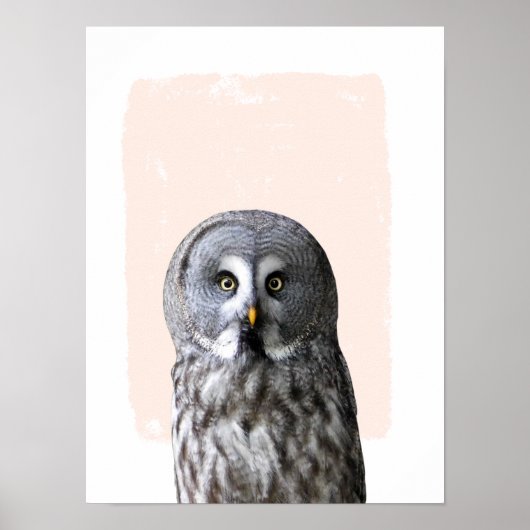 フクロウのぬいぐるみ壁画 動物の肖像 ポスター (正面)