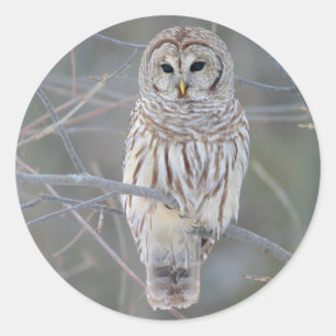 フクロウのオオバエ ラウンドシール