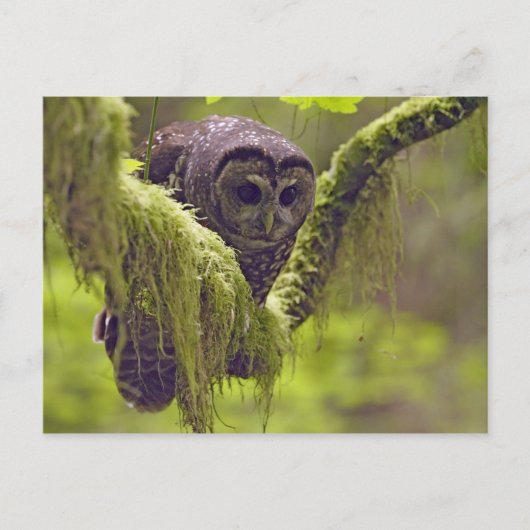 フクロウのオシデンタル ポストカード (正面)