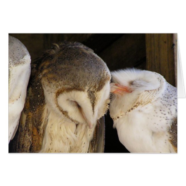 フクロウのキス (正面横)