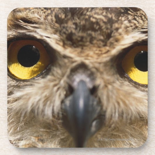 フクロウのクローズアップ コースター (正面)