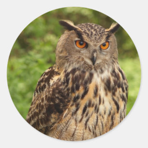 フクロウのシール ラウンドシール