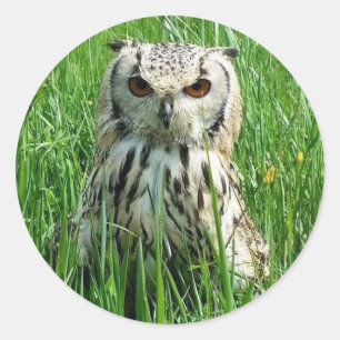 フクロウのステッカー ラウンドシール