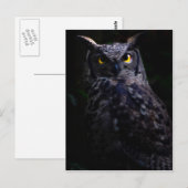 フクロウのハロウィン ポストカード (正面/裏面)
