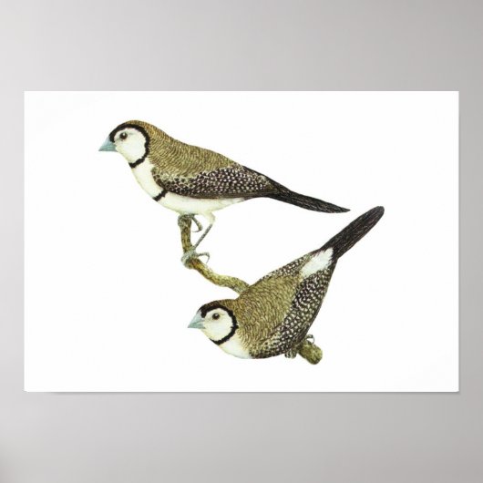 フクロウのフィンチ(両方の型枠) - Taeniopygia bichenovii ポスター (正面)