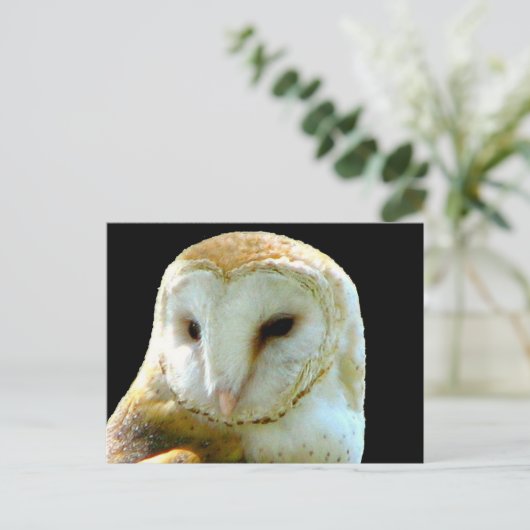 フクロウのポストカードについて ポストカード (スタンド正面)