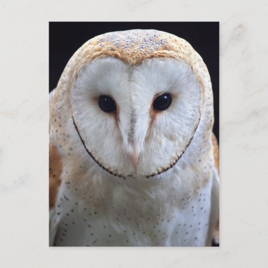 フクロウのポストカード ポストカード (正面)