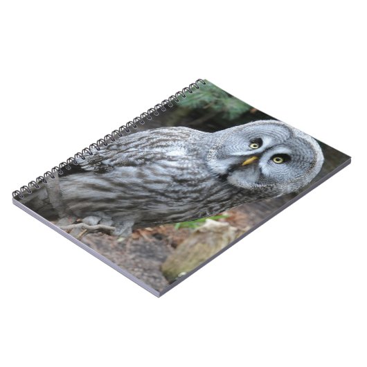 フクロウのポートレートの写真 ノートブック (左側)