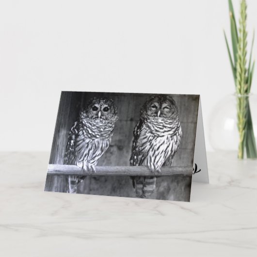 フクロウの写真の挨拶状 カード (正面)