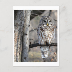 フクロウの写真はがき ポストカード