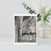 フクロウの写真はがき ポストカード (スタンド正面)