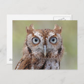 フクロウの写真はがき(東側金切り声) ポストカード (正面/裏面)