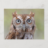 フクロウの写真はがき（東側金切り声） ポストカード (正面)