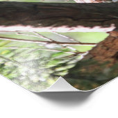 フクロウの写真 フォトプリント            (角)