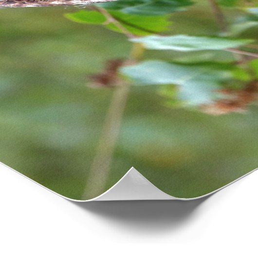 フクロウの写真 ポスター (角)