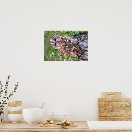 フクロウの写真 ポスター (キッチン)