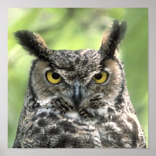 フクロウの写真 ポスター (正面)