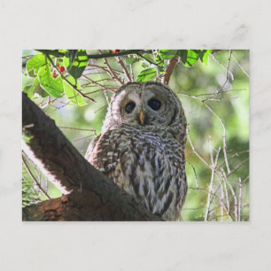 フクロウの写真 ポストカード
