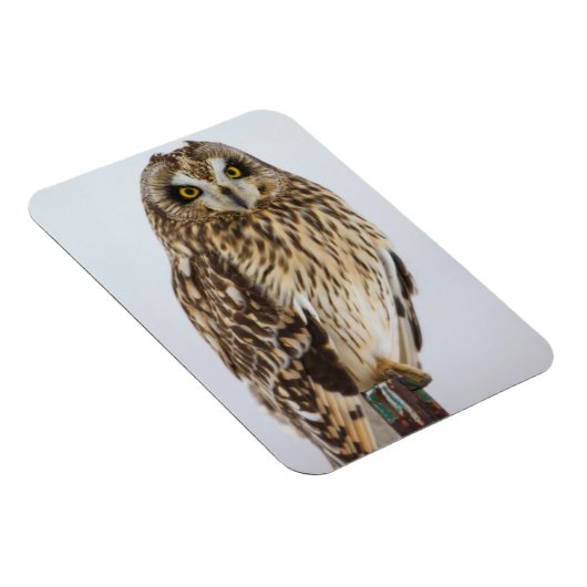 フクロウの垣根 マグネット (右側)