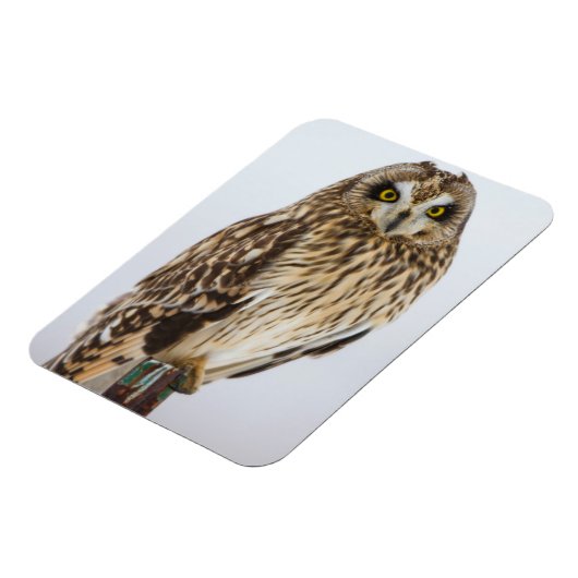 フクロウの垣根 マグネット (左側)