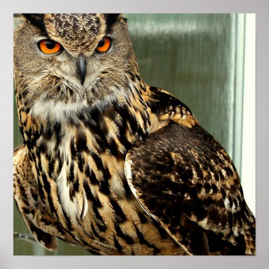 フクロウの大口ポスター ポスター (正面)