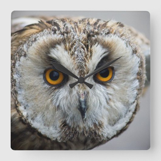 フクロウの時計 スクエア壁時計 (正面)