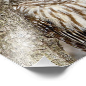 フクロウの木に生えた吠え声 フォトプリント            (角)