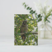 フクロウの木に長い耳 – asio otus ポストカード (スタンド正面)