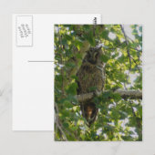 フクロウの木に長い耳 – asio otus ポストカード (正面/裏面)