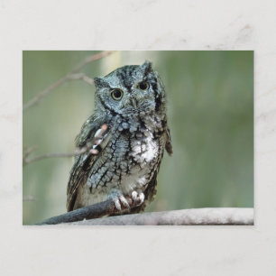 フクロウの木の枝の写真 ポストカード